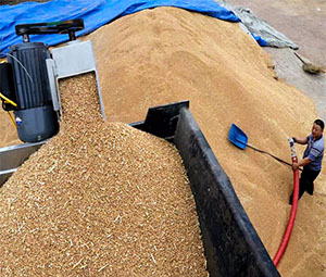 大麥輸（shū）送現場
